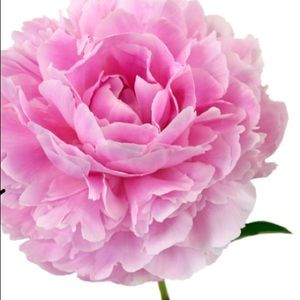 Meet your Posher, Bell